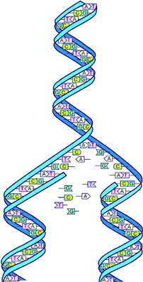 Dna-split.png
