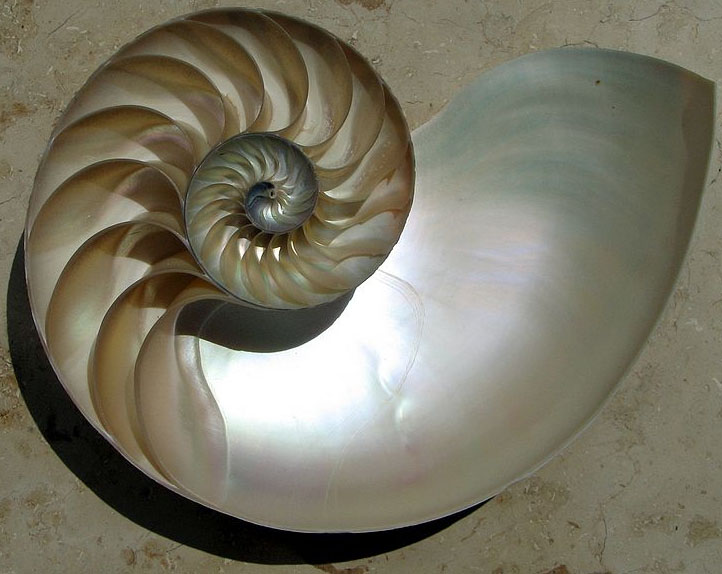 ملف:NautilusCutawayLogarithmicSpiral.jpg