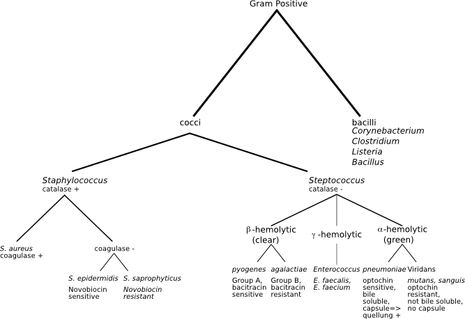 Gram Positive Classification.png