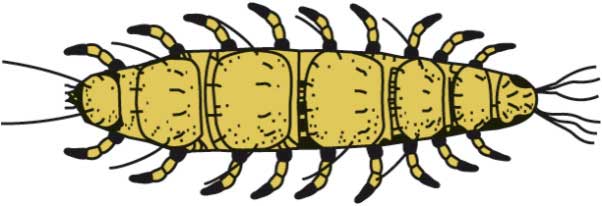 نموذج من قليلات الأرجل.jpg