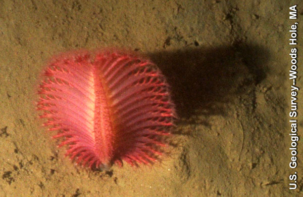 ملف:Sea pen.jpg