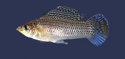 ملف:Poecilia latipinna.jpg