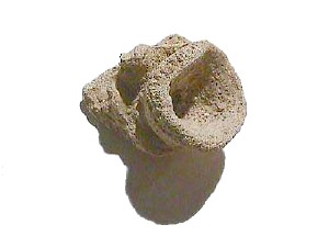ملف:Fossil Sponge Raphidonema.jpg