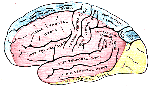 ملف:Gray's Anatomy plate 517 brain.png
