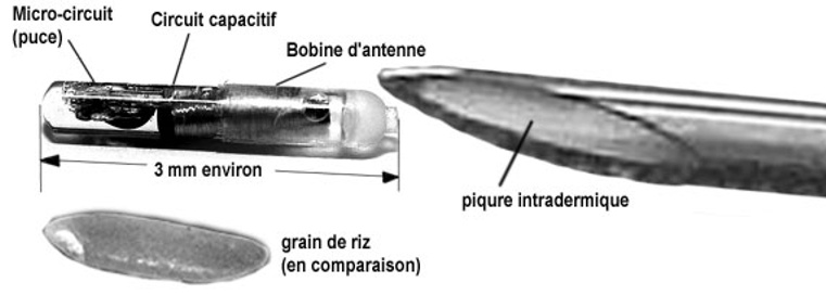 ملف:Puce sous cutanee.jpg