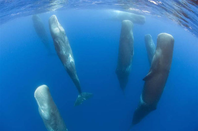 ملف:A pod of sleeping sperm whales.jpg