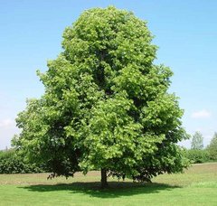 Tilia cordata