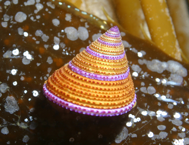 ملف:Calliostoma annulatum.jpg
