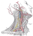 Superficial dissection of the right side of the neck, showing the carotid and subclavian arteries.
