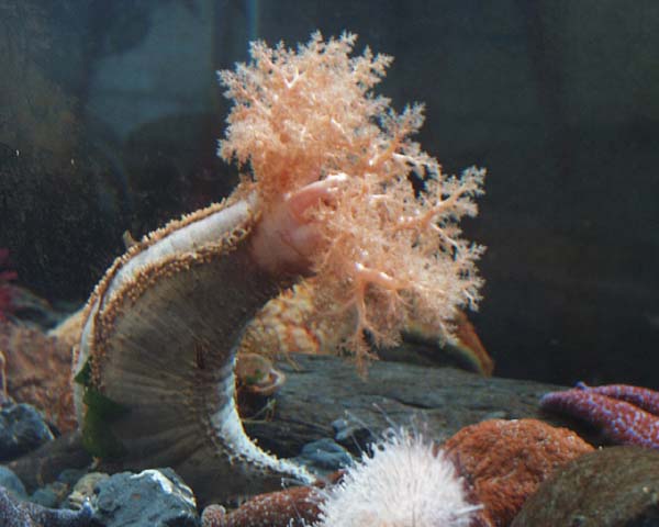 ملف:Cucumaria miniata.jpg