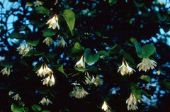 Styrax platanifolius.jpg