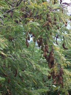 Tamarindus indica pods.JPG