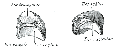 ملف:The left lunate bone, from Gray fig.222.png