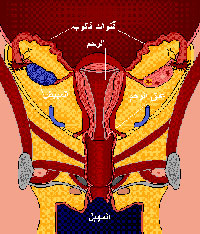 رسم يوضح الجهاز التناسلي في الأنثى