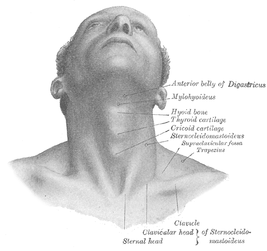 ملف:Structure of Adam's apple.png