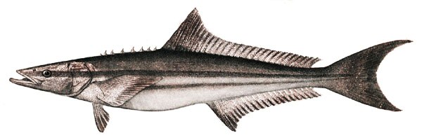 ملف:Cobia.jpg