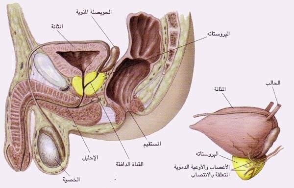 إن غدة الپروستاتا (الأصفر) التي تساعد على الإبقاء على حيوية النطاف وتشارك في إنتاجها، تجاور بنى عديدة تؤثر في وظائف المثانة والأمعاء وكذلك في الوظيفة الجنسية. وعندما تنمو أورام الپروستاتة فإنها غالبا ما تضغط على المثانة أو الإحليل مسببة مشكلات بولية كتكرار التبول (تعدد البيلات) والإلحاح urgency. وكذلك يمكن أن تسبب معالجات سرطان الپروستاتا أضرار للأنسجة المجاورة مسببة السلس incontinence وإلتهاب المستقيم والعنانة impotence وغيرها.