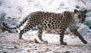 ملف:Arabian-leopard.jpg