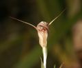 Pterostylis coccinea, a highly specialized shape