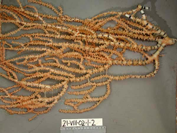 ملف:Ceratoisis flexibilis live 600.jpg