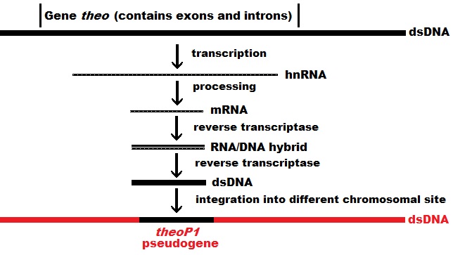 ملف:Pseudogene2jpg.jpg