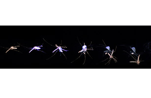 Bi mosquitolaser 1122.jpg