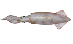 ملف:Loligo opalescens.png