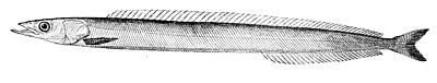 ملف:Northern sand lance.jpg