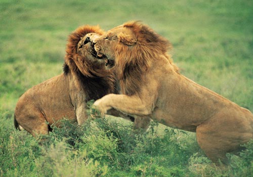 ملف:ذكران أسود يتعاركان في البرية.jpg