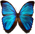 Morpho menelaus.png