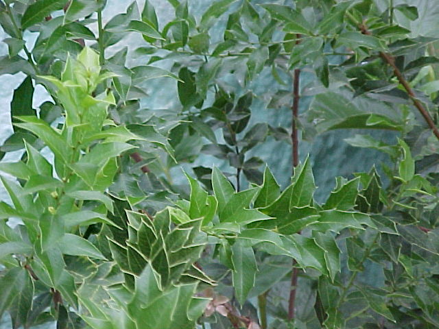 ملف:Maytenus ilicifolia.jpg