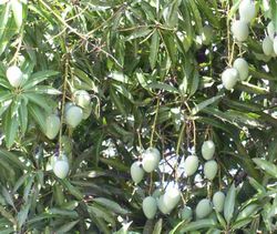 Black mango unripe.jpg