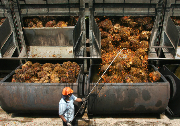 ملف:حصاد زيت النخيل.jpg