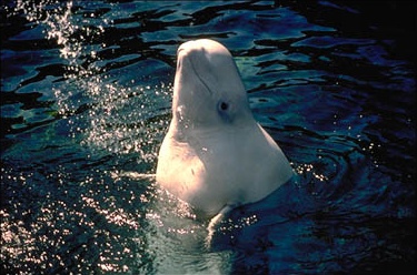 ملف:Dl-8 beluga.jpg