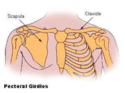 Illu pectoral girdles.jpg