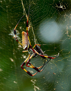 Banana spider.jpg
