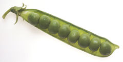 NCI peas in pod.jpg