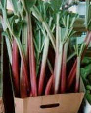 Rhubarb.jpg