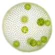Alga volvox.png