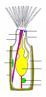 ملف:Ectoproct generalized 01.png