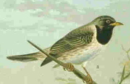 صورة معبرة عن الموضوع دج أسود الزور