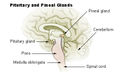 Illu pituitary pineal glands.jpg