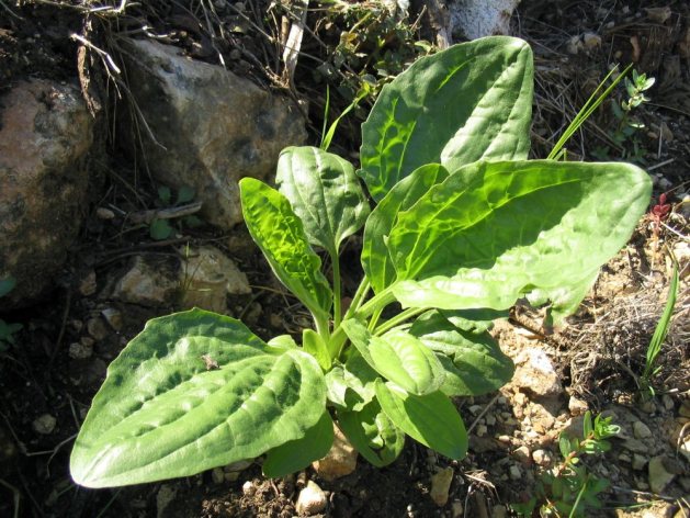 ملف:Plantago major.jpg