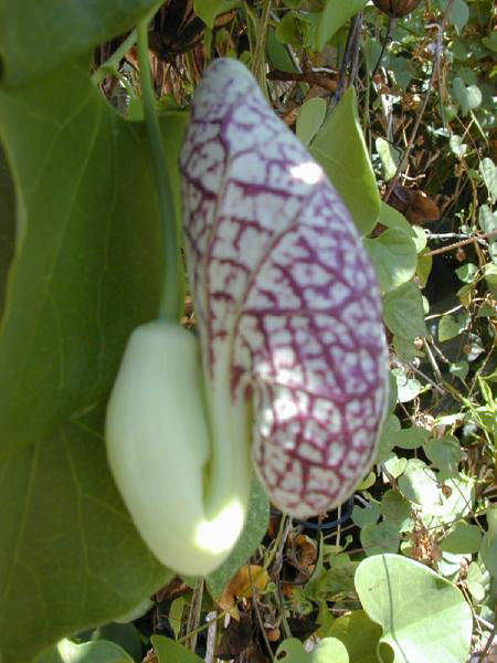 ملف:Aristolochia.littoralis1web.jpg