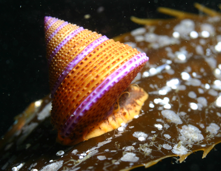 ملف:Calliostoma annulatum 1.jpg