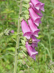 Digitalis purpurea2.jpg