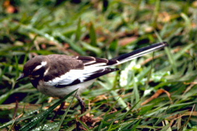 Africanpiedwagtail45.jpg