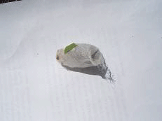 Luna moth emerging from pupa within silk cocoon.
