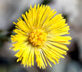 Close-up of an inflorescence