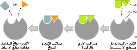 فرضية القفل و المفتاح لفيشر لتوضيح آلية عمل الأنزيمات.